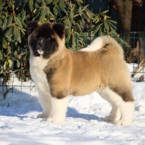 Quicksilver American Akita Quicksilver American Akita