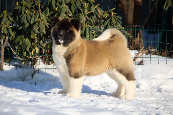 Quicksilver American Akita Quicksilver American Akita