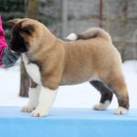 QUICKY-female-American-Akita-puppy-for-sale-1