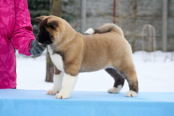 Quicky American Akita Quicky American Akita