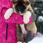 QUICKY-female-American-Akita-puppy-for-sale-2
