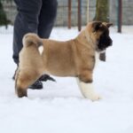 QUICKY-female-American-Akita-puppy-for-sale-3