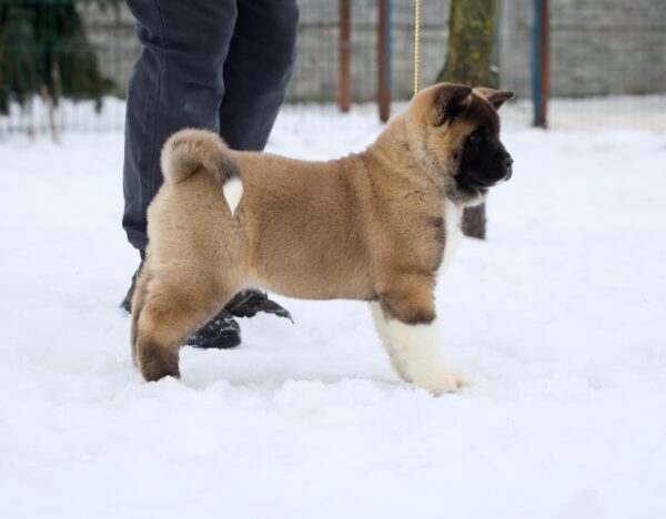 Quicky American Akita Quicky American Akita