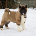 QUICKY-female-American-Akita-puppy-for-sale-4