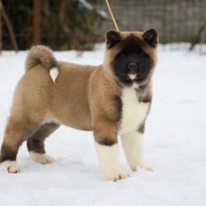 Quicky American Akita Quicky American Akita