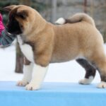 QUICKY-female-American-Akita-puppy-for-sale-5