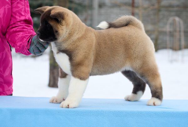 Quicky American Akita Quicky American Akita