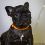 Quaffy-female-French-bulldog-puppy-for-sale-1