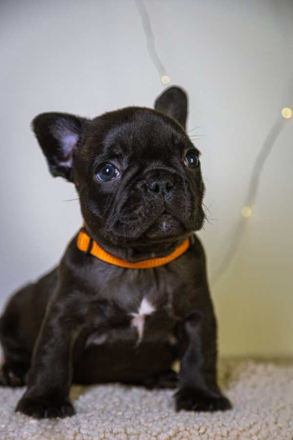Quaffy French Bulldog Quaffy French Bulldog