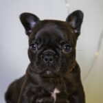 Quaffy-female-French-bulldog-puppy-for-sale-2
