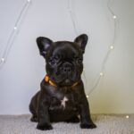Quaffy-female-French-bulldog-puppy-for-sale-3