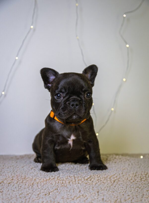 Quaffy French Bulldog Quaffy French Bulldog