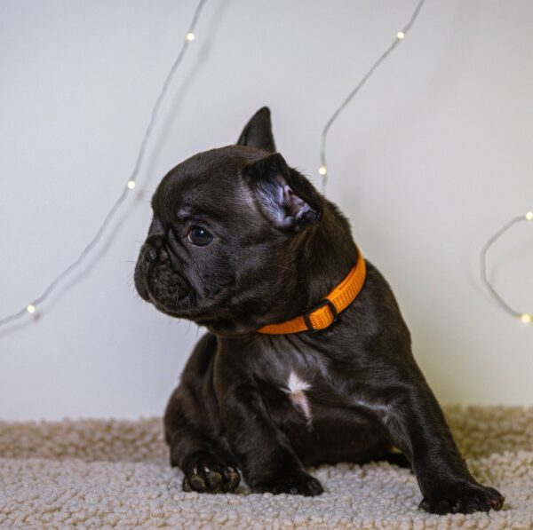Quaffy French Bulldog Quaffy French Bulldog