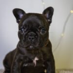 Quaffy-female-French-bulldog-puppy-for-sale-5