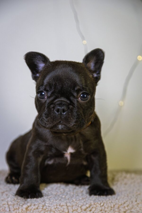 Quaffy French Bulldog Quaffy French Bulldog