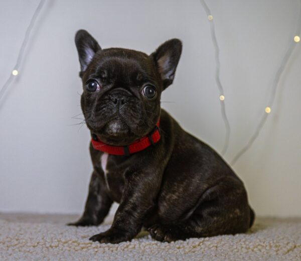 Quotta French Bulldog Quotta French Bulldog