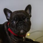 Quotta-female-French-bulldog-puppy-for-sale-2