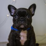Quseven-male-French-bulldog-puppy-for-sale-1
