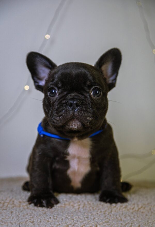 Quseven French Bulldog Quseven French Bulldog