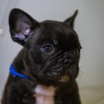 Quseven-male-French-bulldog-puppy-for-sale-2