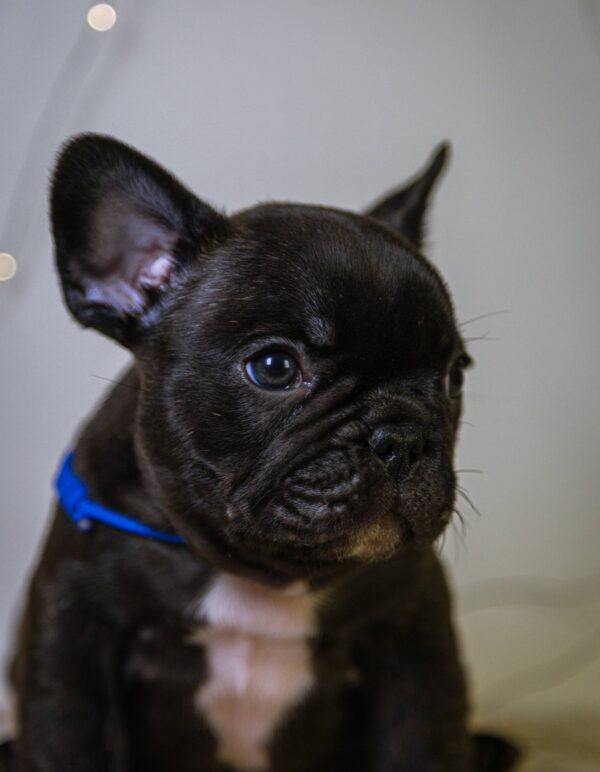 Quseven French Bulldog Quseven French Bulldog