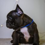 Quseven-male-French-bulldog-puppy-for-sale-3