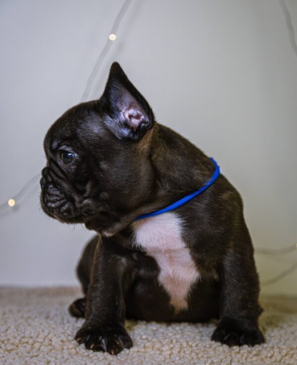 Quseven French Bulldog Quseven French Bulldog
