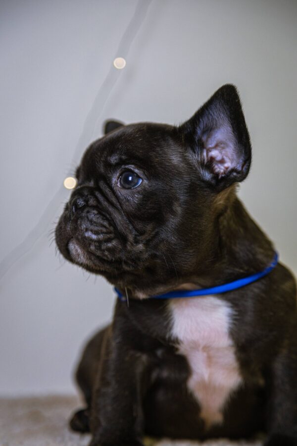 Quseven French Bulldog Quseven French Bulldog