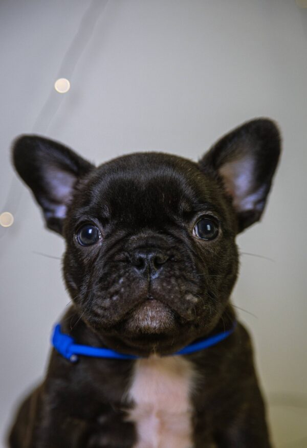 Quseven French Bulldog Quseven French Bulldog