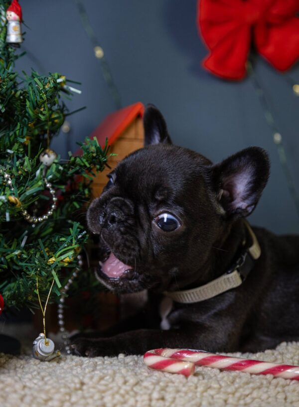 Qutty French Bulldog Qutty French Bulldog