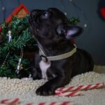 Qutty-female-French-bulldog-puppy-for-sale-2