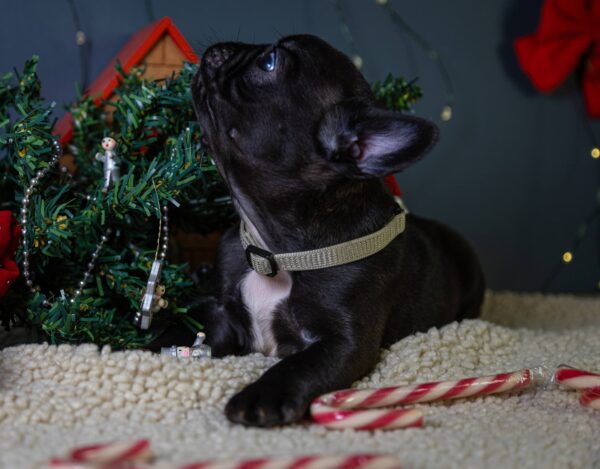 Qutty French Bulldog Qutty French Bulldog