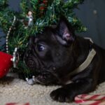 Qutty-female-French-bulldog-puppy-for-sale-3
