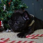 Qutty-female-French-bulldog-puppy-for-sale-4