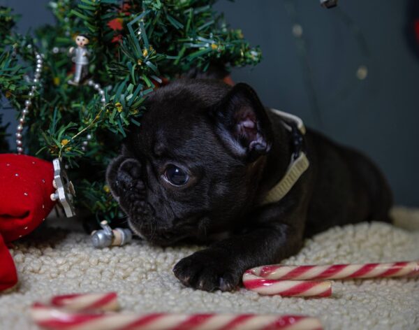 Qutty French Bulldog Qutty French Bulldog