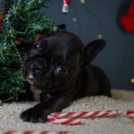 Qutty-female-French-bulldog-puppy-for-sale-5