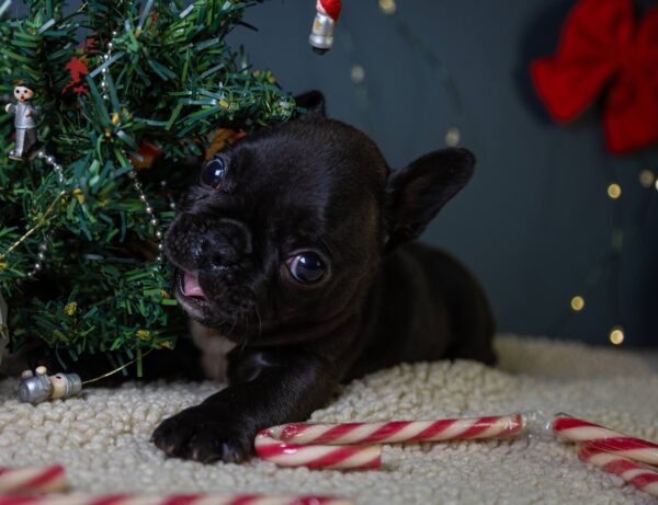 Qutty French Bulldog Qutty French Bulldog