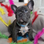 Radomir-male-french-bulldog-puppy-for-sale-1 (1)