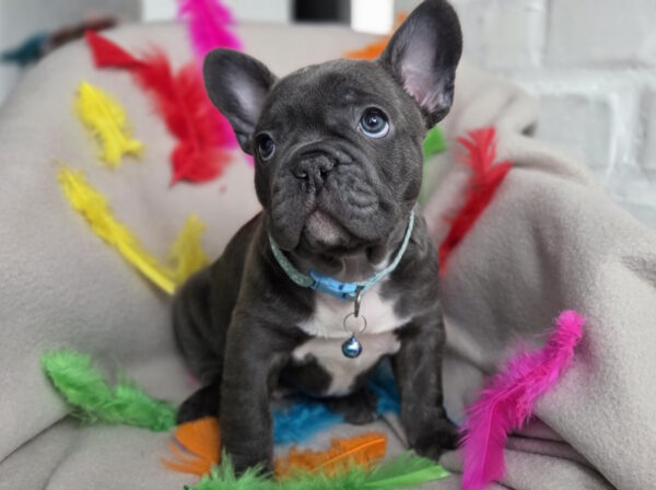 Radomir French Bulldog Radomir French Bulldog