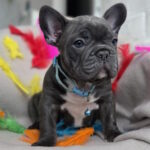 Radomir-male-french-bulldog-puppy-for-sale-1 (3)