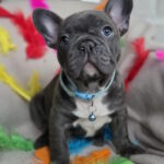 Radomir-male-french-bulldog-puppy-for-sale-1 (4)
