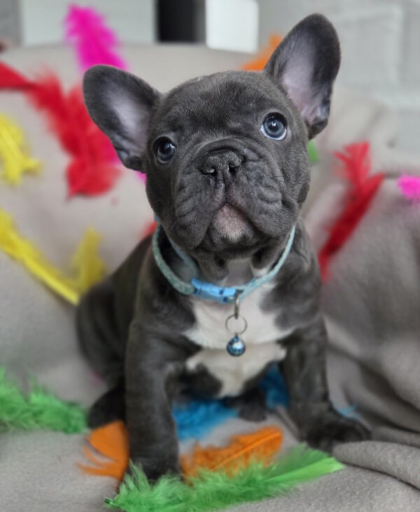 Radomir French Bulldog Radomir French Bulldog