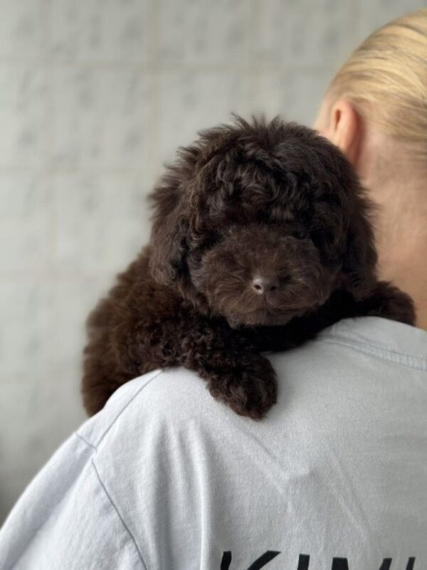 Raymond Toy Poodle Raymond Toy Poodle