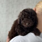 Raymond-male-Toy-Poodle-puppy-for-sale-4