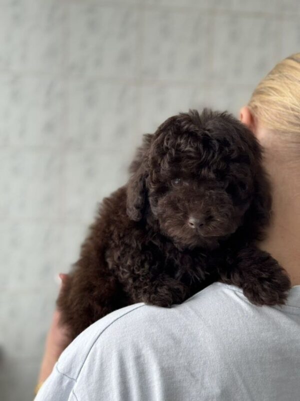 Raymond Toy Poodle Raymond Toy Poodle