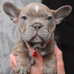 Rebecca-female-french-bulldog-puppy-for-sale-1 (1)