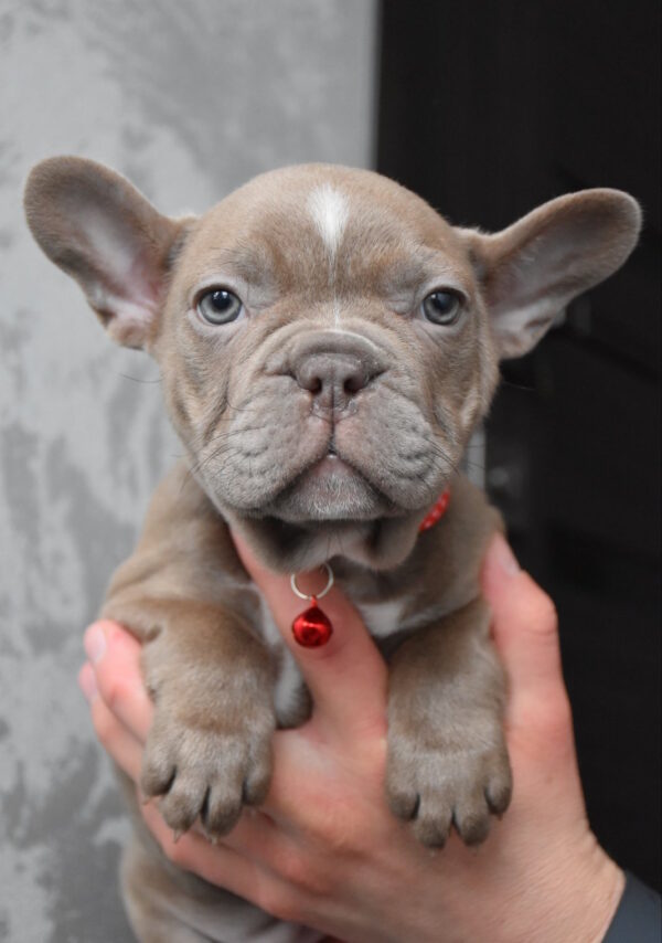 Rebecca French Bulldog Rebecca French Bulldog