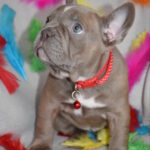 Rebecca-female-french-bulldog-puppy-for-sale-1 (2)