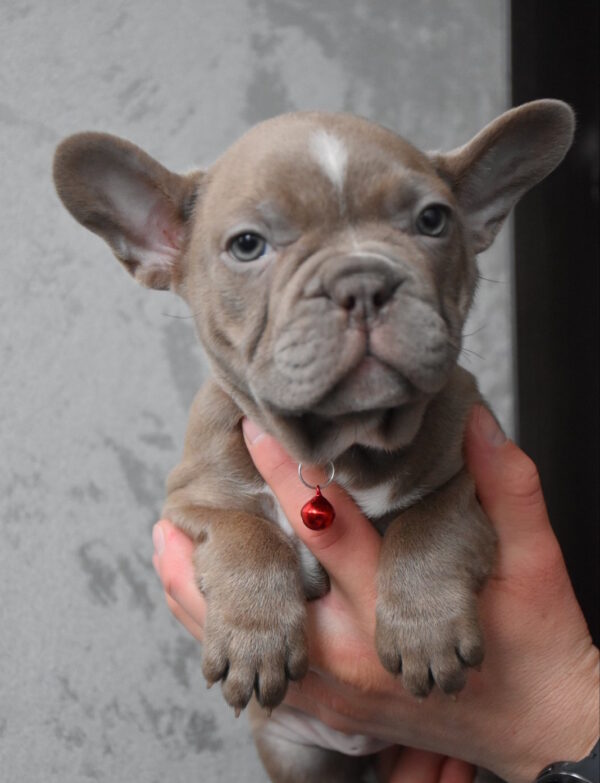 Rebecca French Bulldog Rebecca French Bulldog