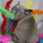 Rebecca-female-french-bulldog-puppy-for-sale-1 (5)